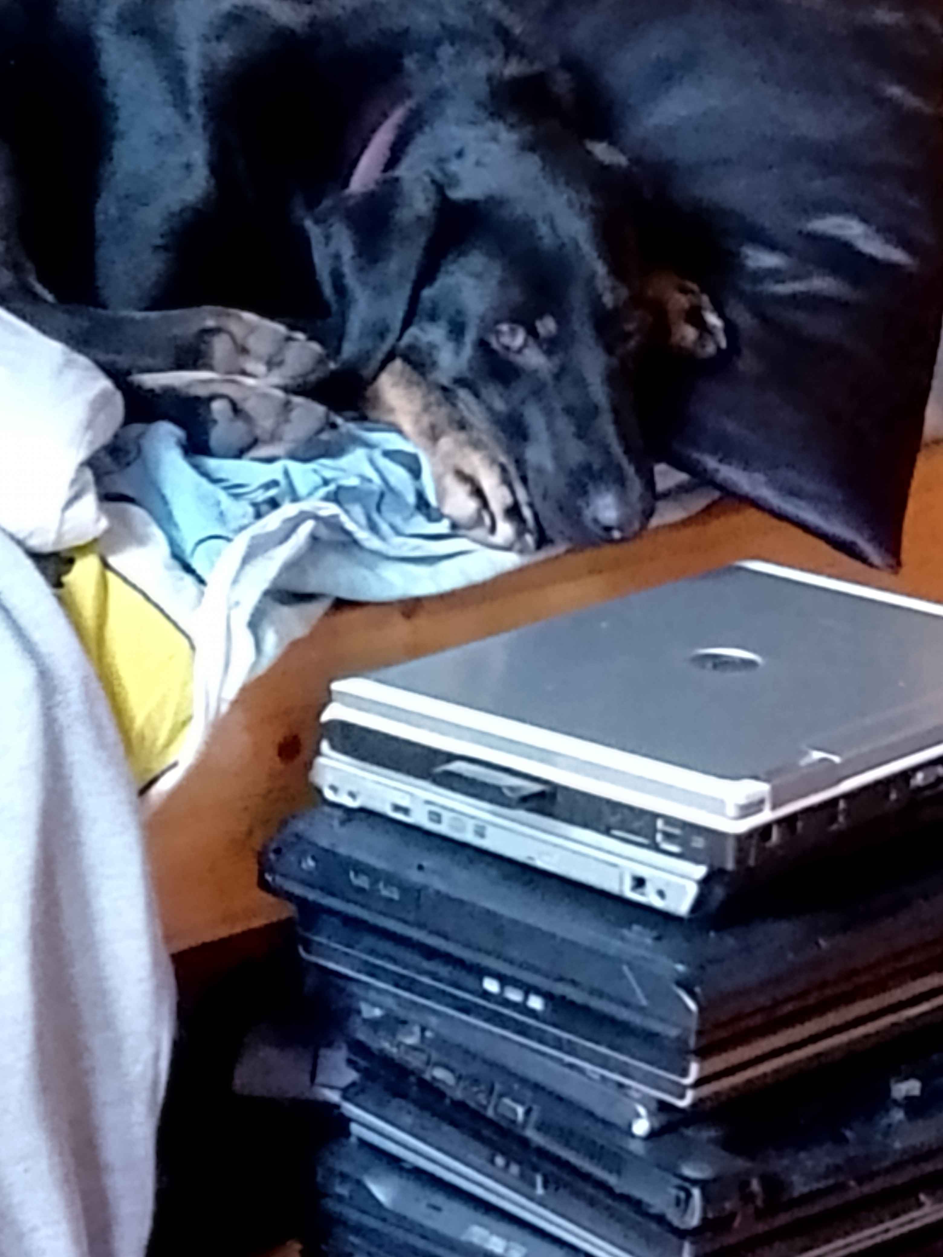 an image of max, hard at work at our main maymundere office site